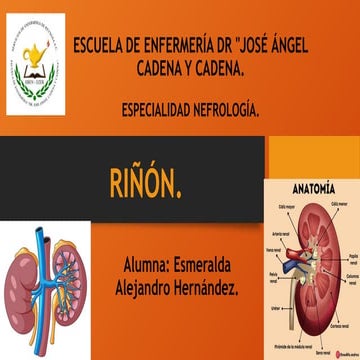 RIÑON CARACTERISTICAS Y FUNCIONES PRINCIPALES | PPTX