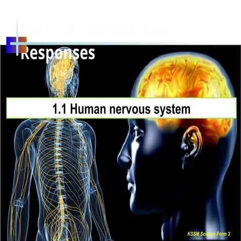 CHAPTER 1 UNIT 1.1 Human Nervous System.pptx