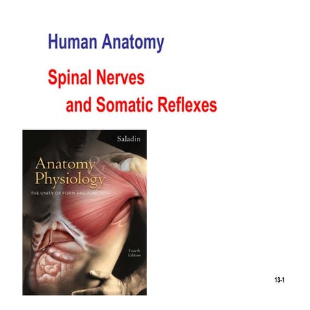Comprehensive Overview of Human Spinal Cord Anatomy and Somatic ...