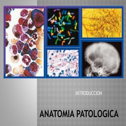 Autopsia medicolegal | PDF