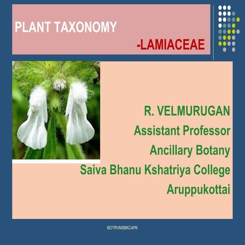1  7 Taxonomy -Lamiaceae