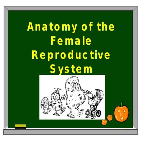 Anatomy of the female reproductive system | PPT