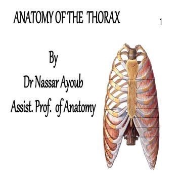Anatomy of the thorax
