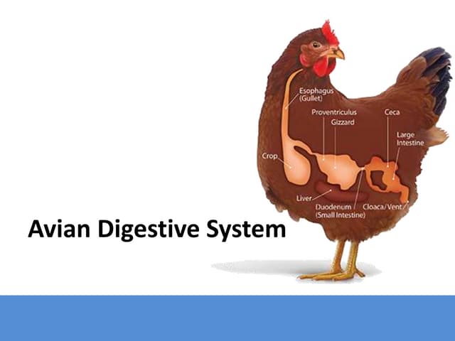 Duck Digestive System | PPTX