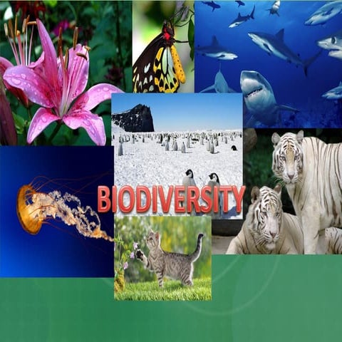 1 biologicaldiversity-091213082402-phpapp01
