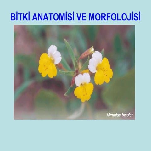 1 ders-bitki-anatomisine-giris