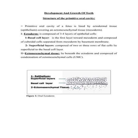 1  development  of teeth