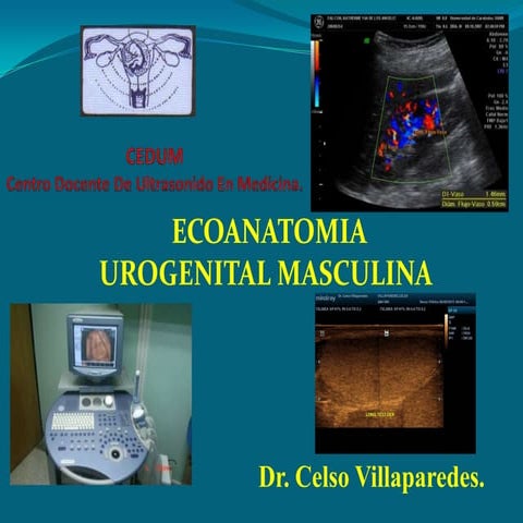 1   ecoanatomia urogenital masculina celso