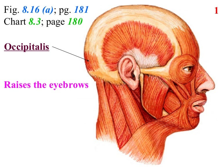 Facial Muscle Chart