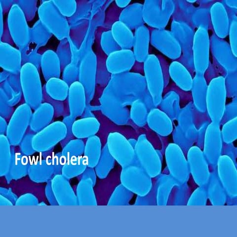 Fowel Cholera