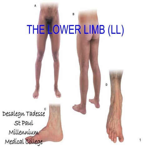 Lower limb complete | PPTX