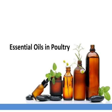 Introduction_To_Essential_Oils_In_Poultry