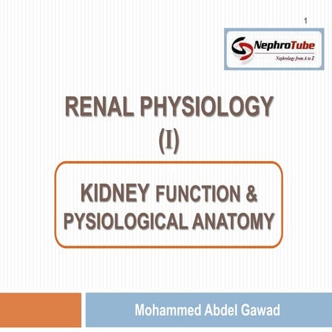 Renal Physiology (I) - Kidney Function & Physiological Anatomy - Dr. Gawad