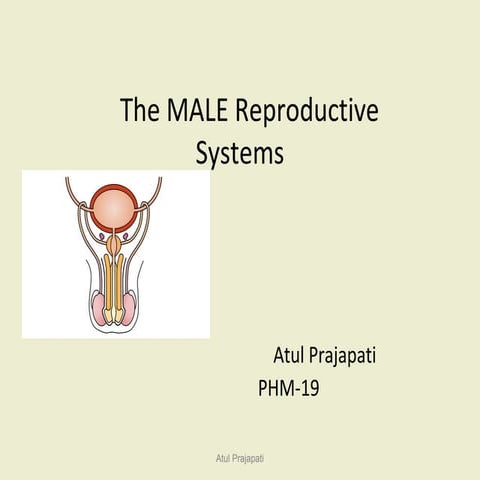 Male reproductive system