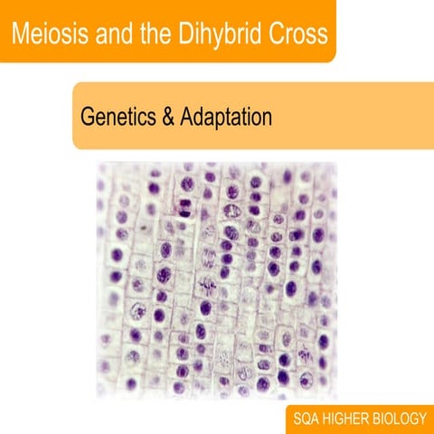 1. Meiosis And Dihybrid Cross