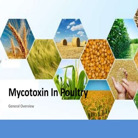 Mycotoxicosis in Poultry_General Overview