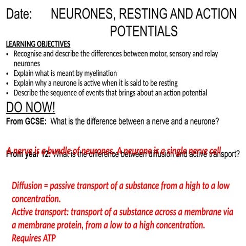 Nerve Impulse | PPT