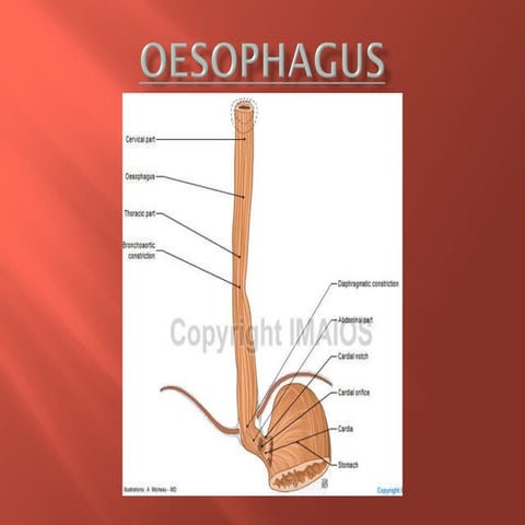 1-Oesophagus 01-02-24.ppt lecture of medicine