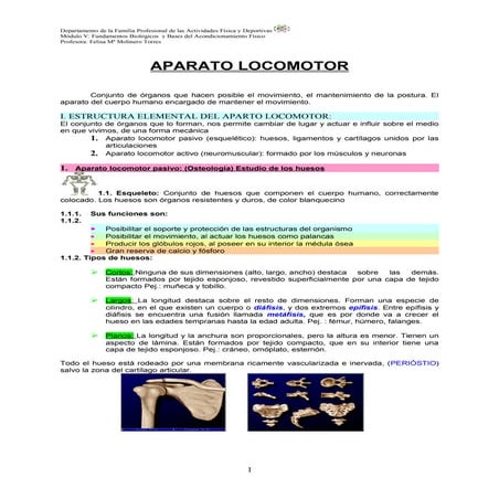 1º Parte Anatomia Para El Movimiento