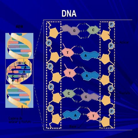 1.propiedades fisicoquimicas del dna
