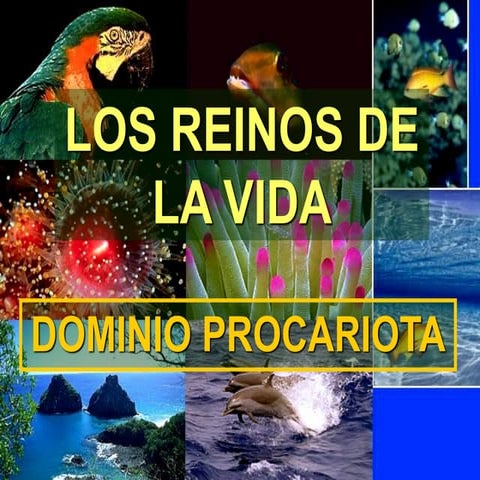 1-Reino Eubacteria.pdfdddddddddddddddddddddddddddddddd