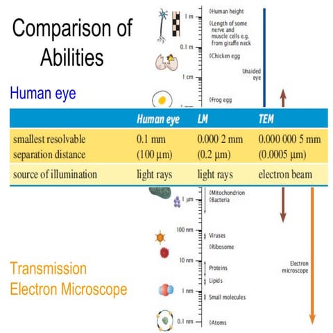 1  - The Chemical Nature of Cells