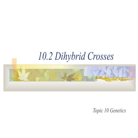 10.2 dihybrid crosses