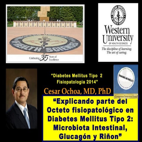 Explicando parte del Octeto fisiopatológico en Diabetes Mellitus Tipo 2: Micr...