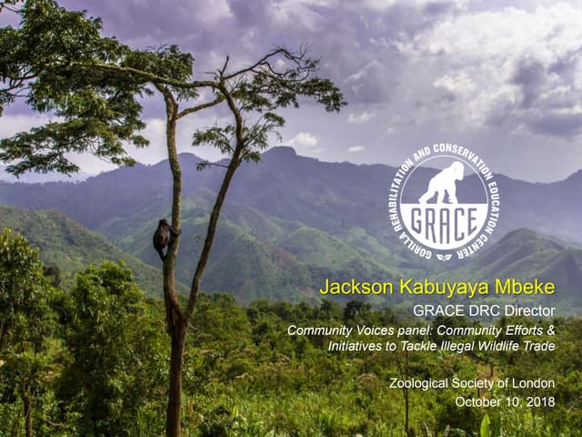 Community efforts to tackle illegal wildlife trade in wild-caught gorillas