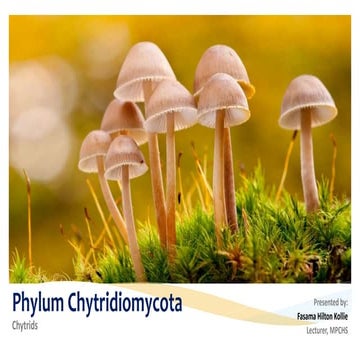 Phylum Chytridiomycota & Zygomycota | PPT