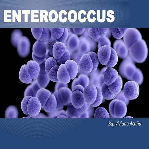 Enterococcus spp | PPTX