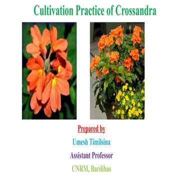 10. Cultivation Practice of Crossandra.pptx