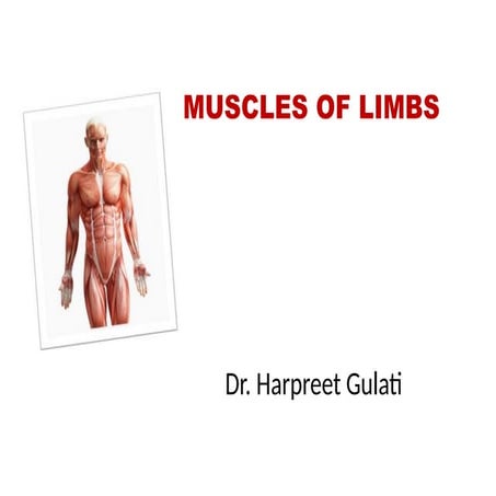 Comprehensive Overview of Limb Muscles: Upper and Lower Limb Anatomy ...