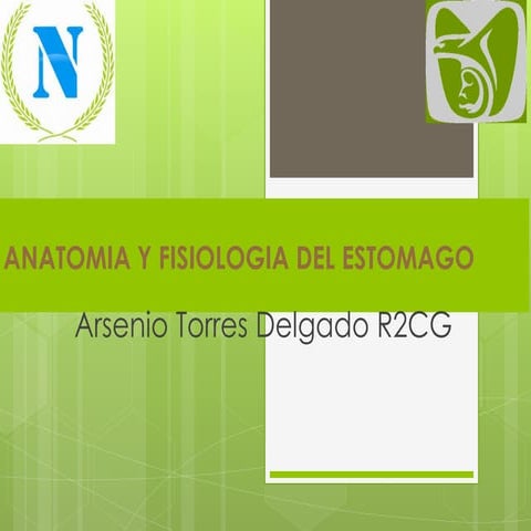 Anatomía y Fisiología del Estomago