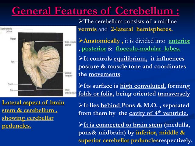 Anatomy of Cerebellum 1 | PDF