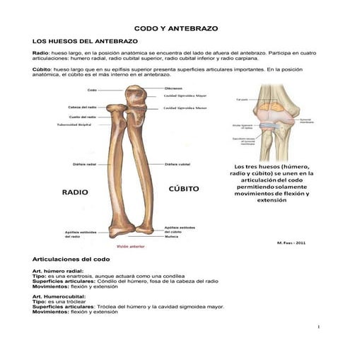 10   codo y antebrazo
