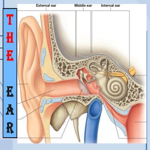 10- Ear.pdfmmmmmmmmmmmmmnnjjjnnnkmmmmmnj | PDF
