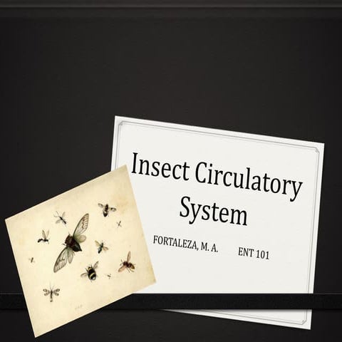 Summary on Insect Circulatory System