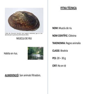 10 musclu de riu bivalve