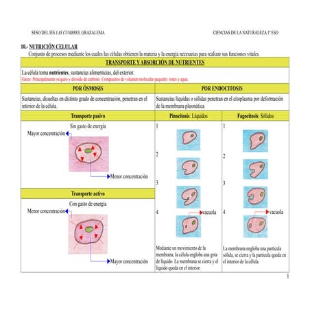 10.- Nutrición celular