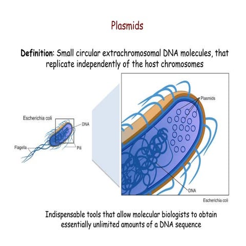 10-Plasmids.pptx