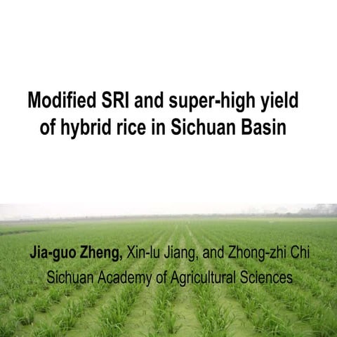 1004 Modified SRI and super-high yield of hybrid rice in Sichuan Basin