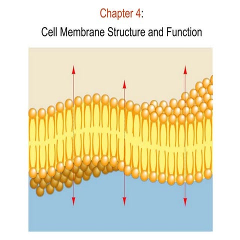 102 chapter 04   plasma membrane