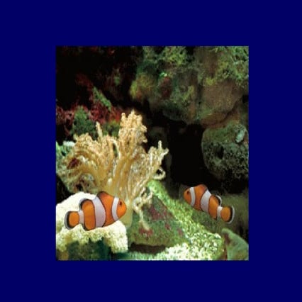 更年期到了 骨鬆跟著來怎麼辦