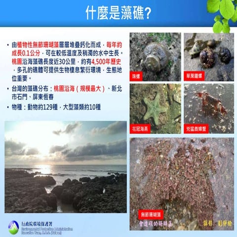 政府志工合作減污護藻礁