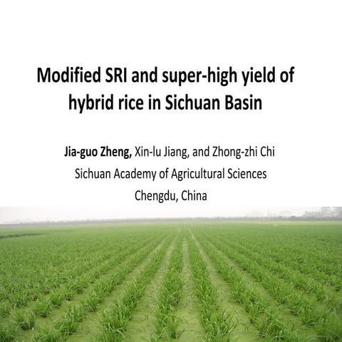 1051 Modified SRI and super-high yield of hybrid rice in Sichuan Basin