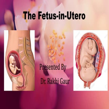 1056_Fetus_in_uterus.pdf1056_Fetus_in_uterus.pdf 1