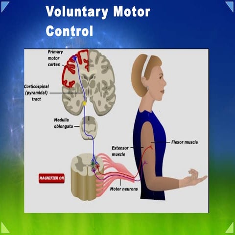 10a motor system locomotion