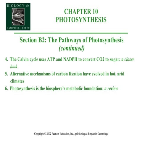 10 B2 Pathwys Of Photosynthsis