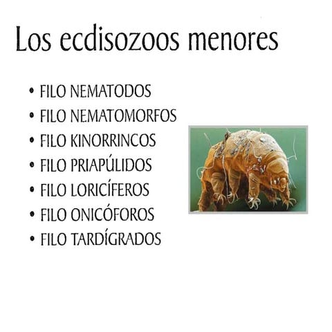 Biología de ecdisozoos menores y equinodermos